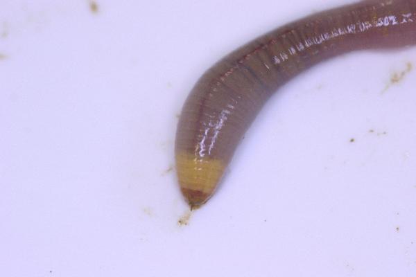 Photo of Octolasion cyaneum by Earthworm Research Group University of Lancashire